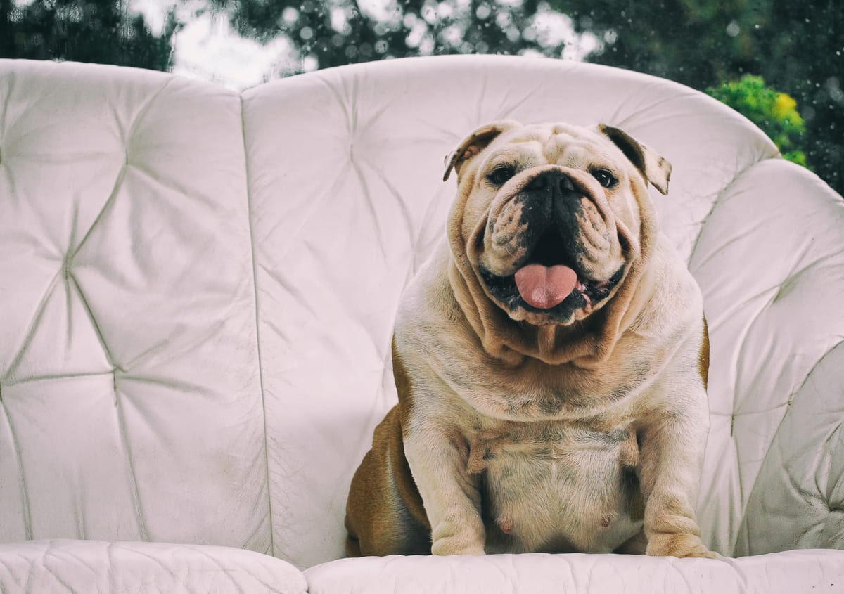 koltukta oturan şişman bulldog