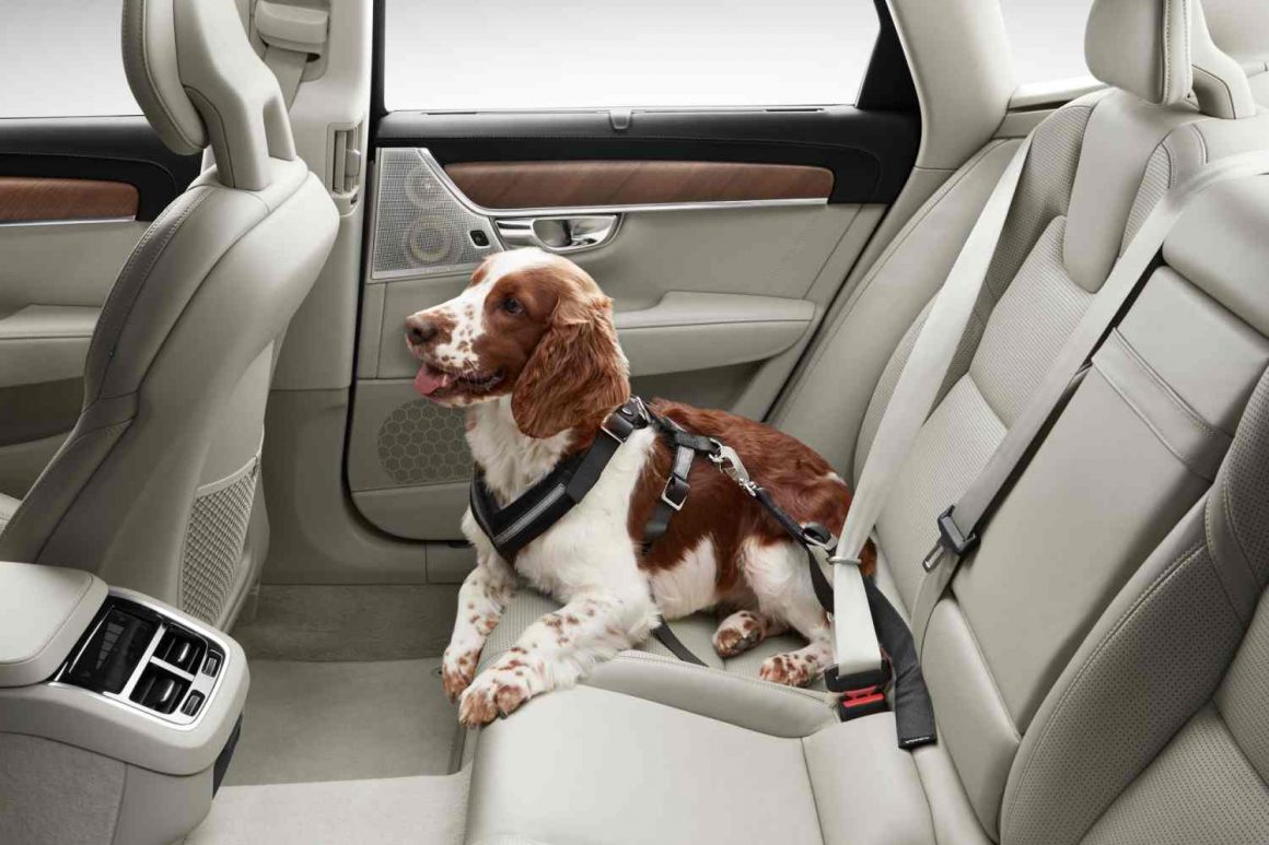 arabanın arka koltuğunda emniyet kemeri takılı şekilde oturan köpek