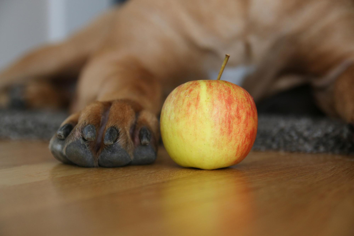 büyük ırk bir köpeğin patisinin yanında duran elma