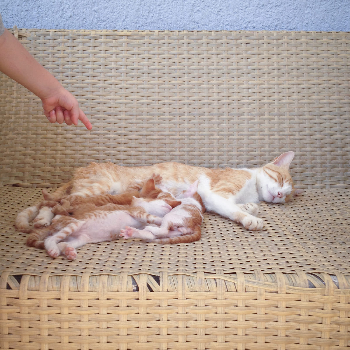 yavrularıyla uyuyan sarman kedi