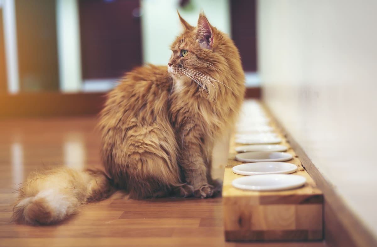 bir sürü mama kabının önünde dikilen turuncu renkte tüylere sahip kedi