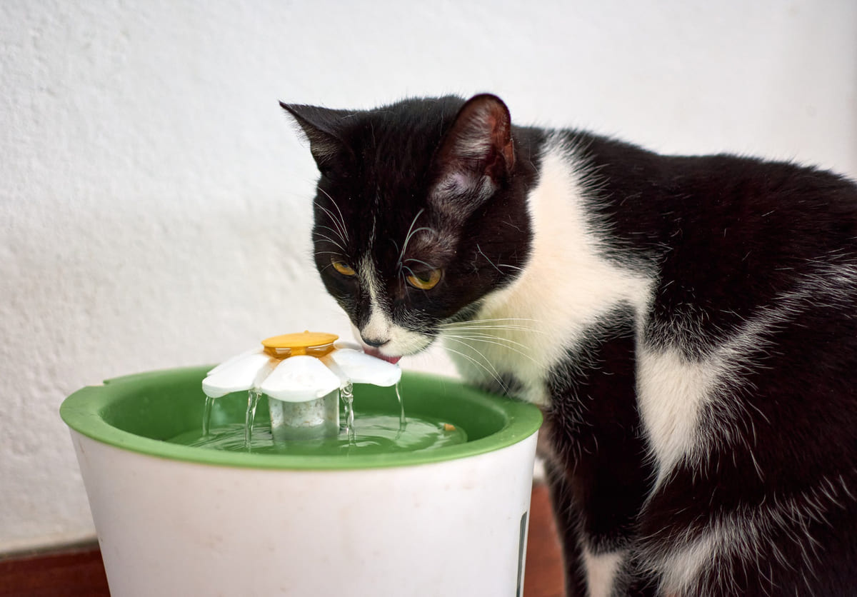 otomatik su kabından su içine siyah beyaz renkli tüylere sahip kedi