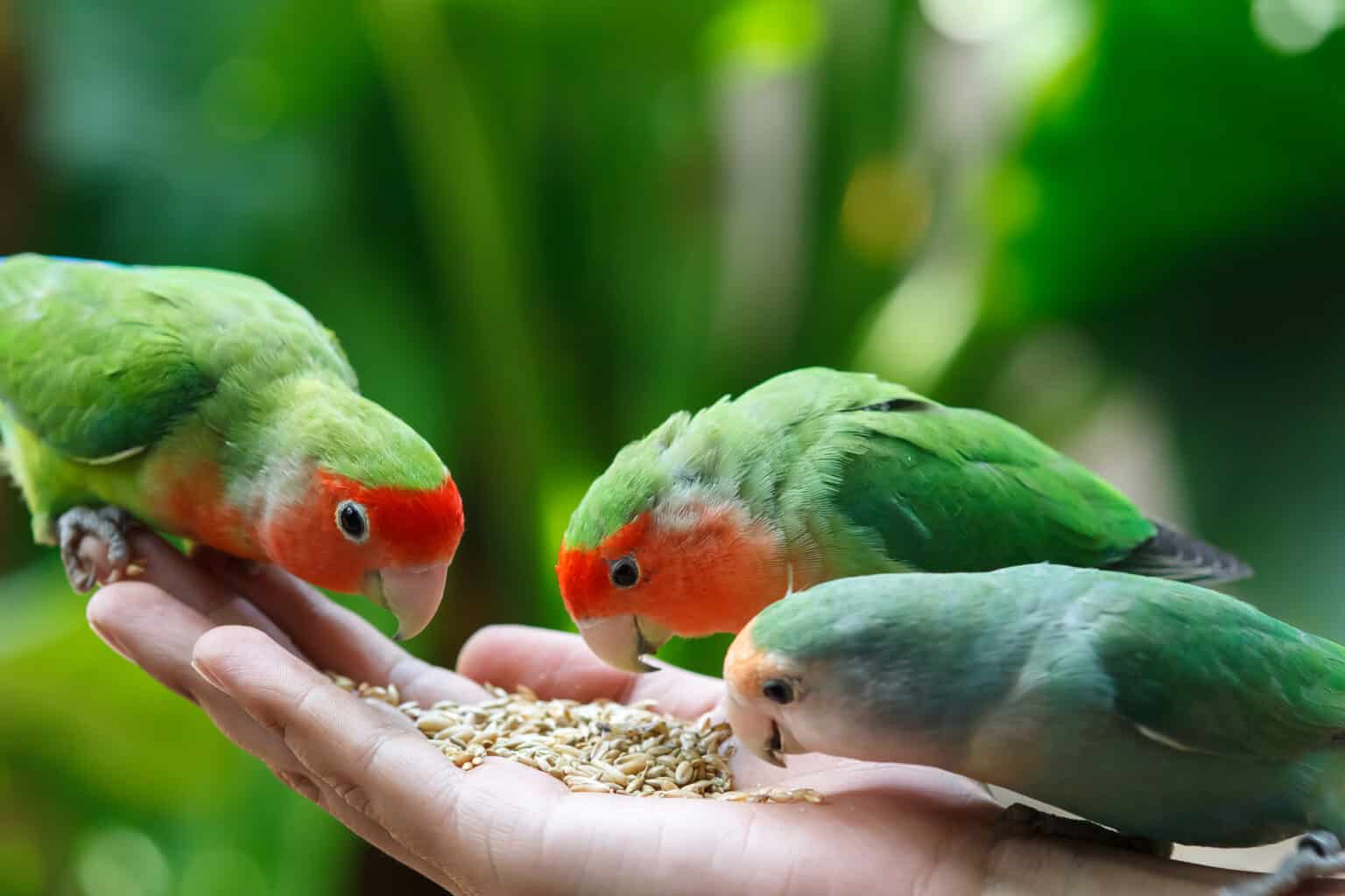 insan elinden yem yiyen kuşlar