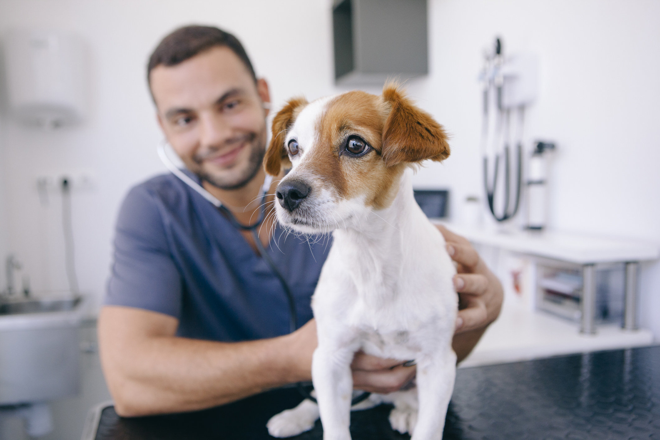 small breed brown and white dog held by the veterinarian