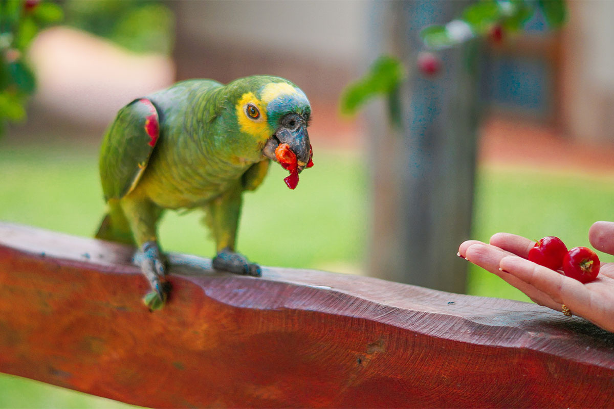 yeşil papağan meyve yiyor