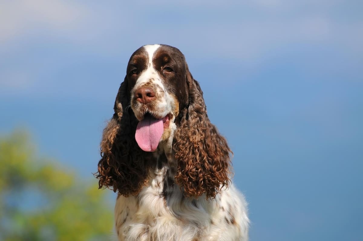English springer spaniel ırkına mensup köpek