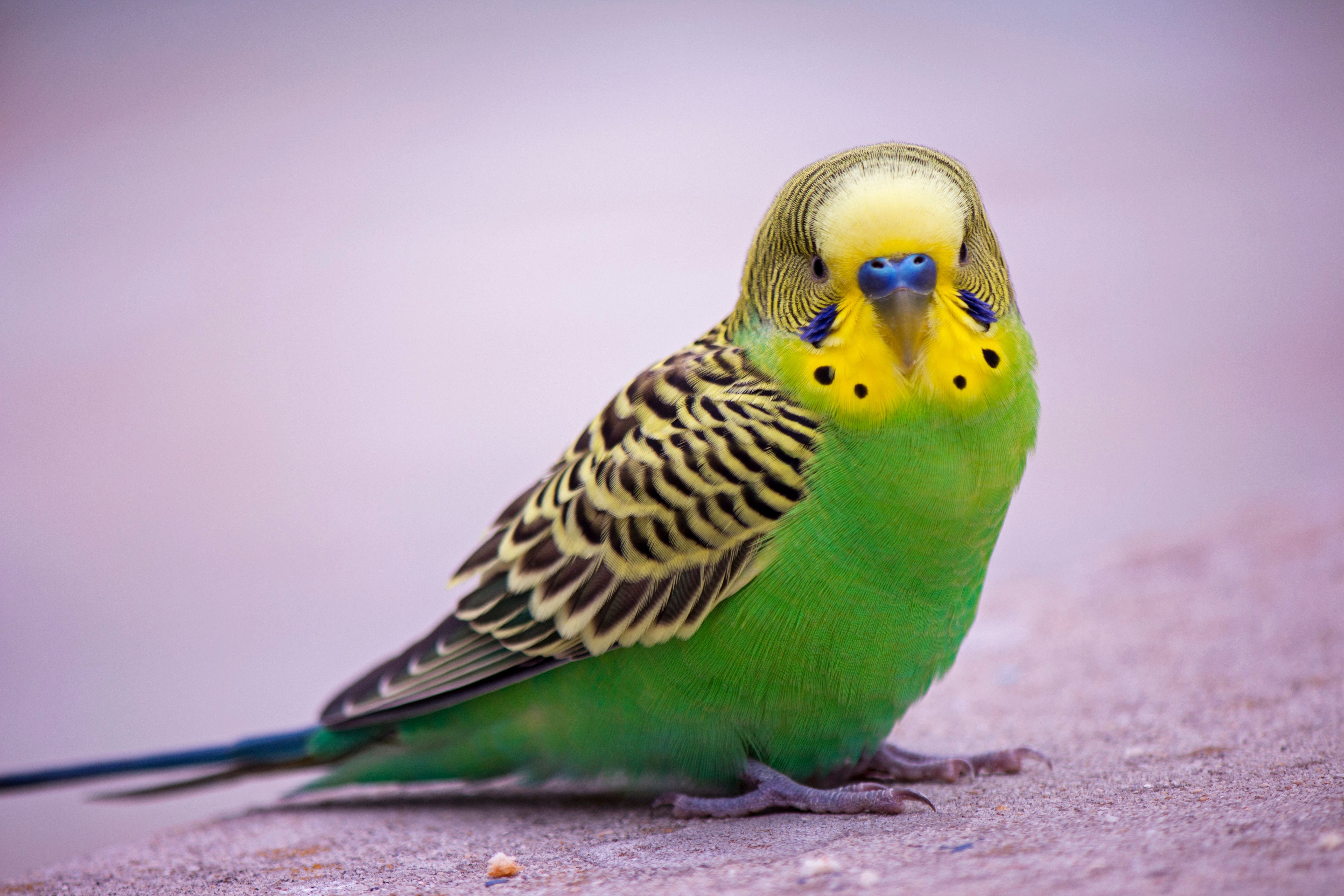 eflatun havlu üzerinde duran sarı yeşil tüylü muhabbet kuşu