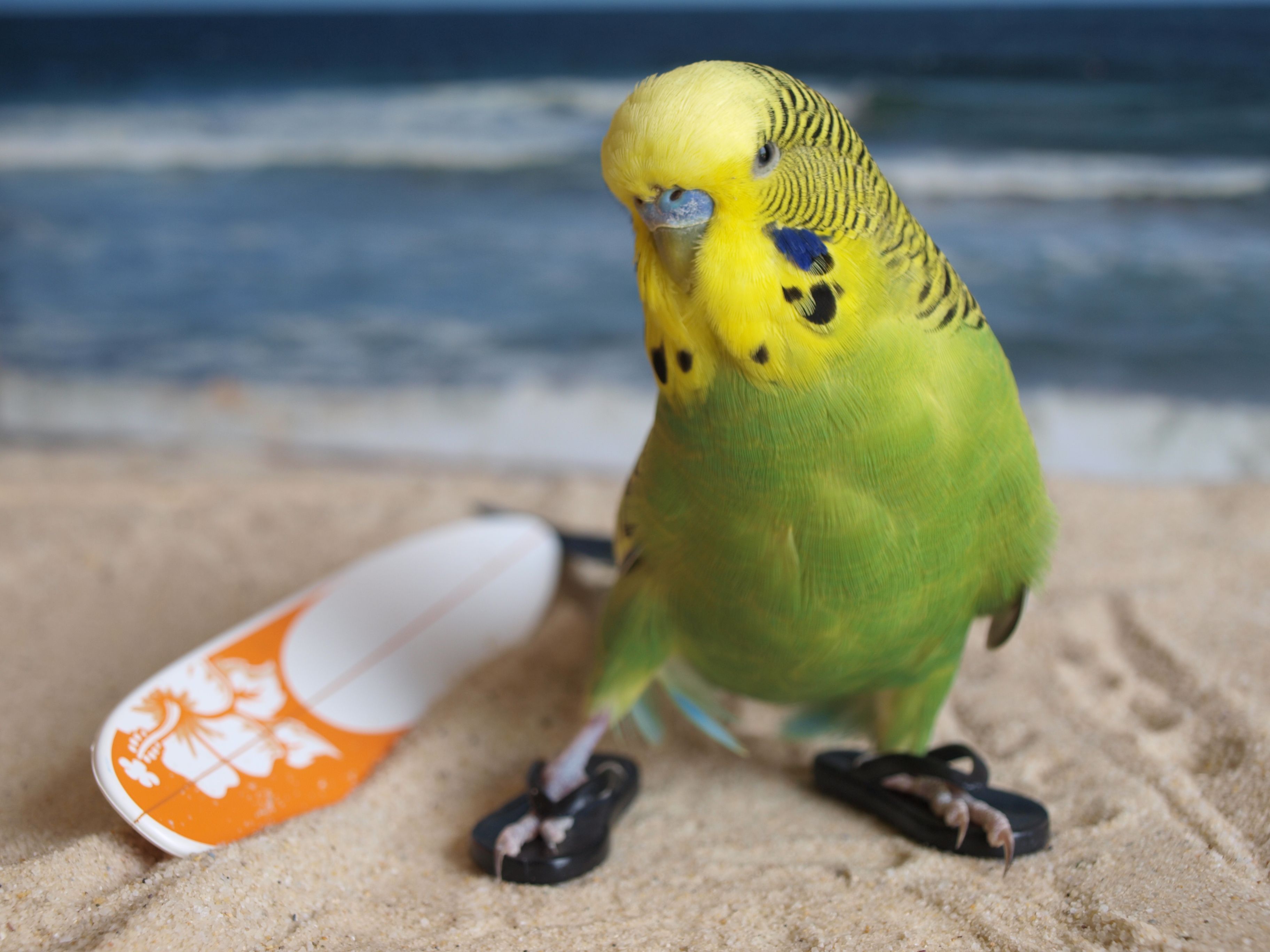 mini sörf tahtasının yanında dururken plaj terliği giyen muhabbet kuşu