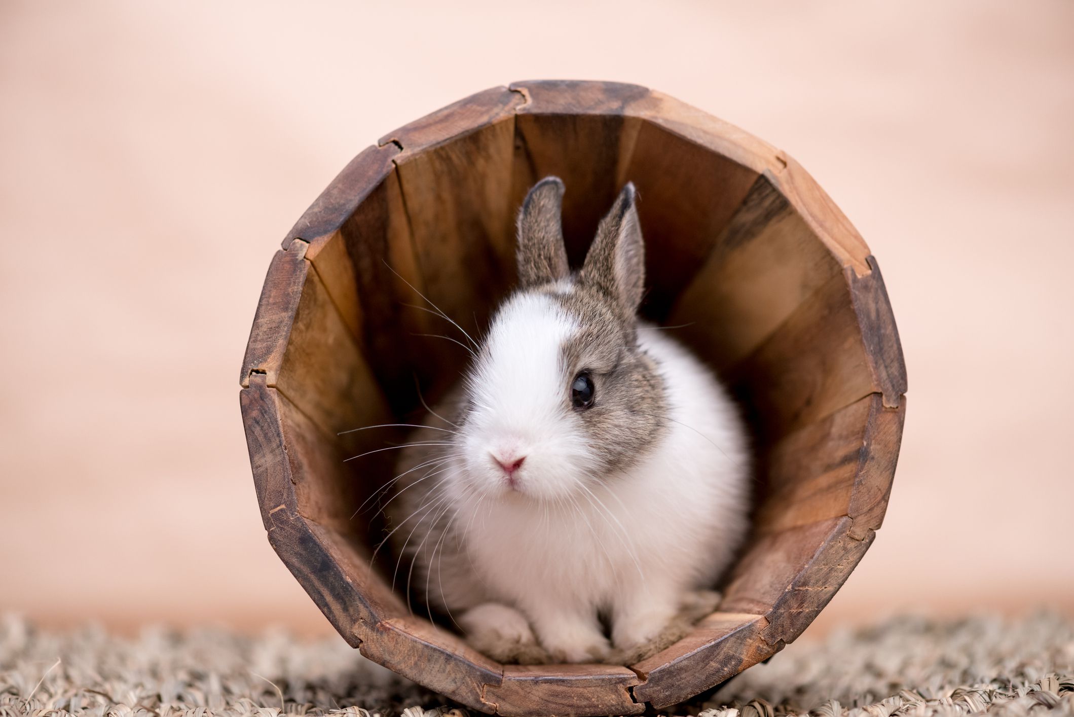 silindir şeklindeki kütüğün içinde oturan tavşan