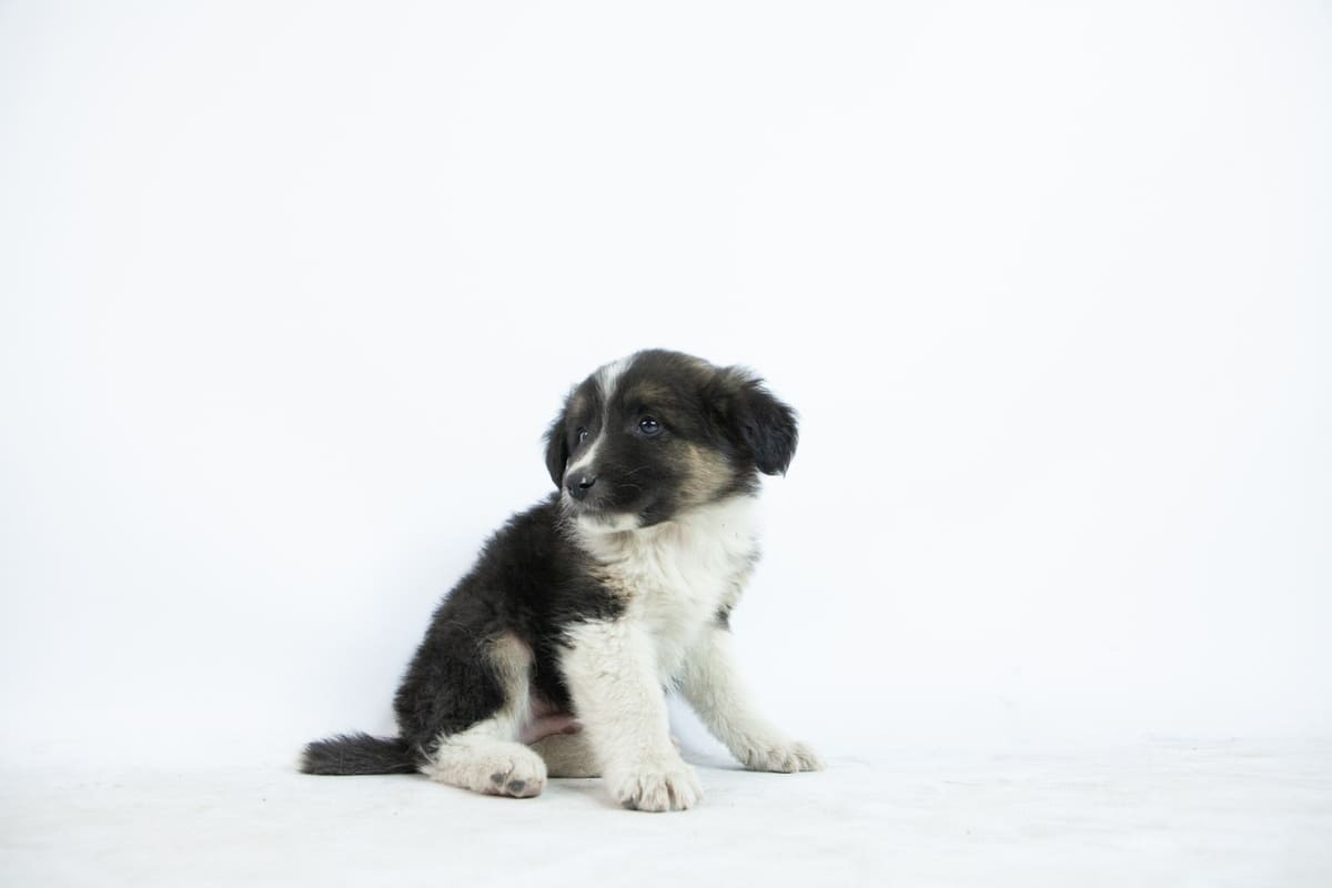 siyah beyaz tüylere ve mavi renkli gözlere sahip yavru köpek