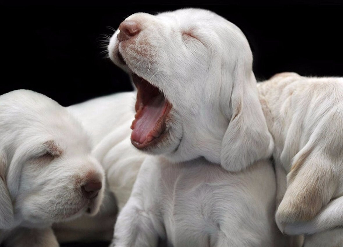 esneyen beyaz yavru köpek