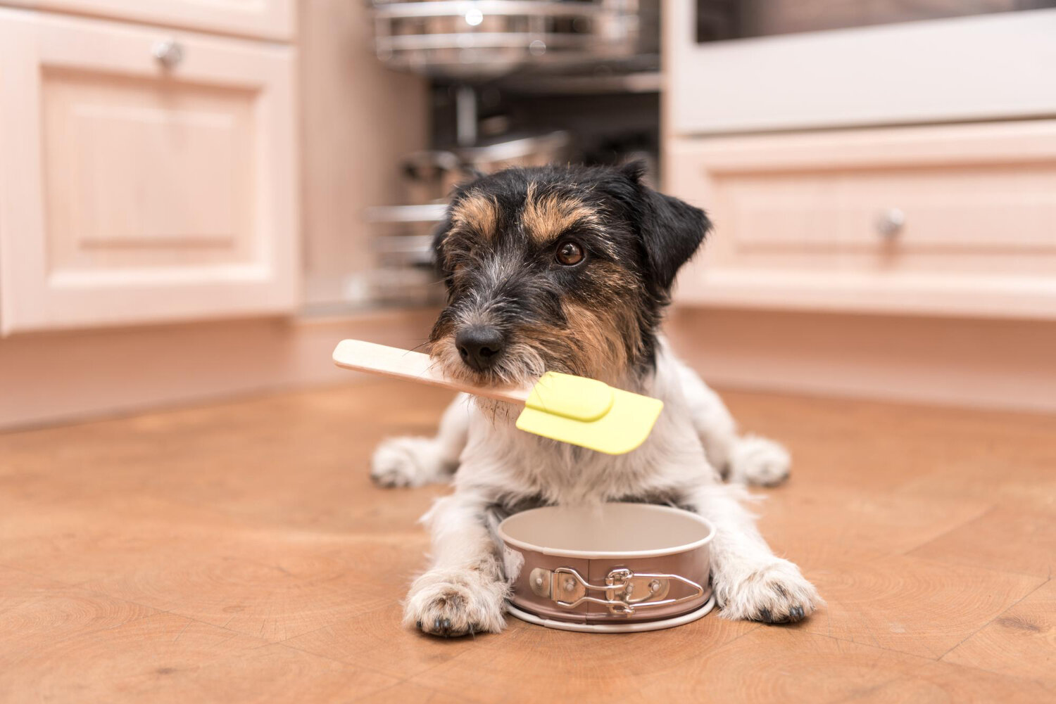 spatula ile mama kabının arkasında duran köpek