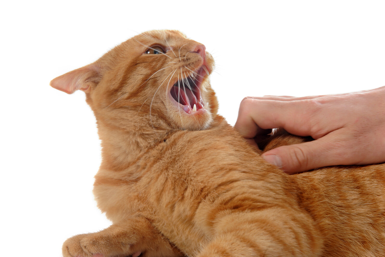 dokunulunca agresif tepki veren kedi