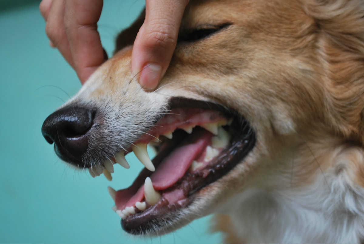ağız ve diş muayenesi yapılan köpek