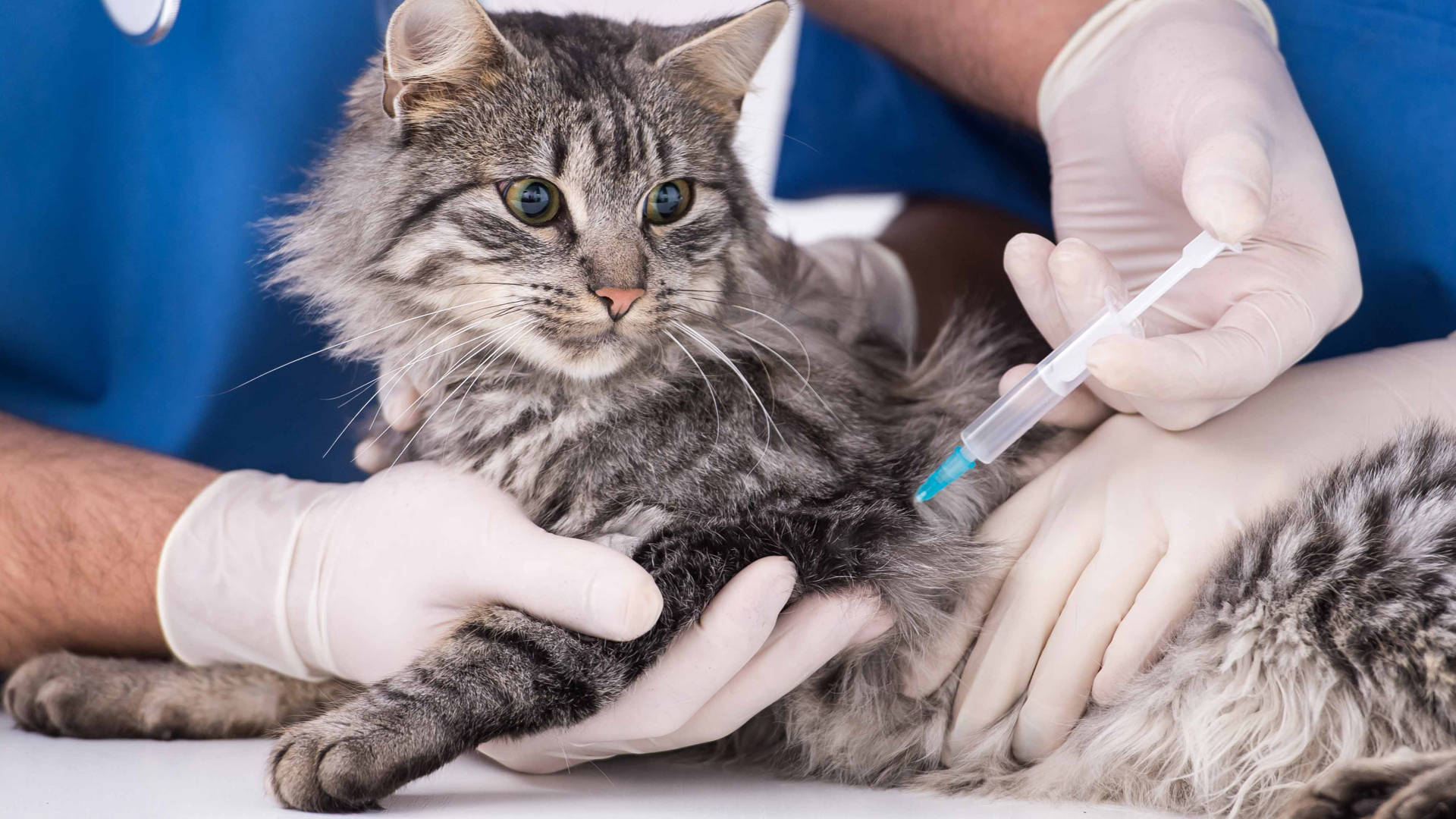 vaccinated cat