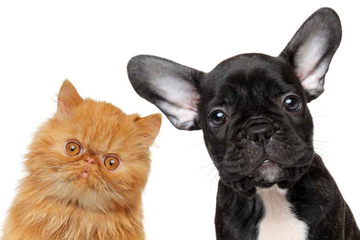 meraklı bakan sarman kedi ve French buldog köpek