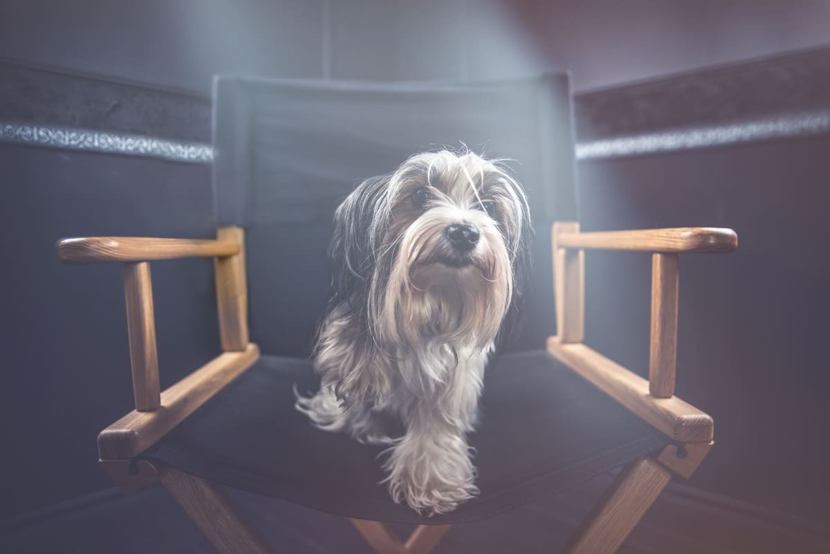 dumanlı bir ortamda koltukta oturan küçük ırk köpek