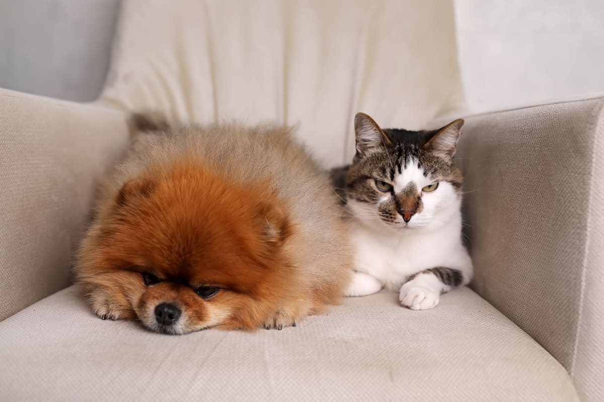 koltukta oturan kedi ve köpek