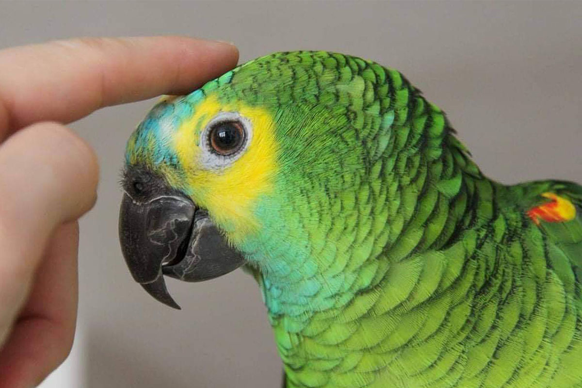 amazon papanının kafası parmakla seviliyor