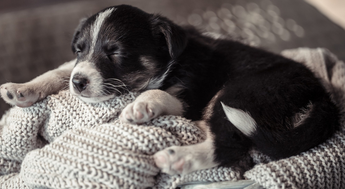 battaniyede yatan siyah beyaz tüylü köpek