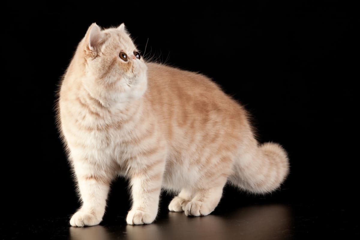 siyah arka planda sarman basık yüzlü kedi