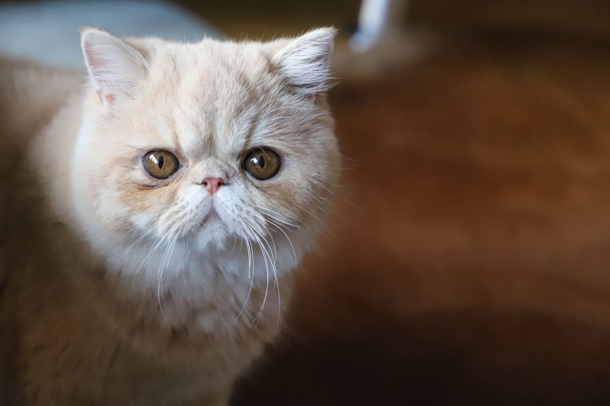 Exotic Shorthair