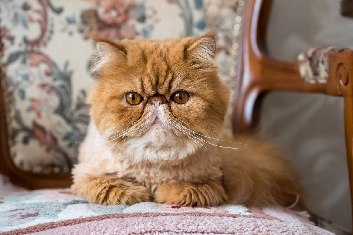 sandalyede oturan bal renkli exotic shorthair 