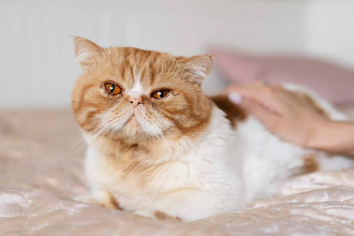 yatakta oturan exotic shorthair ırkı kedi