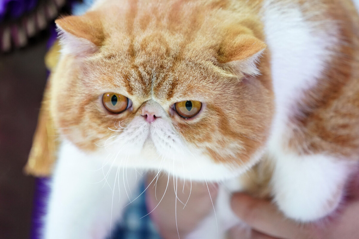 karamel ve beyaz renkli tüylere sahip exotic shorthair