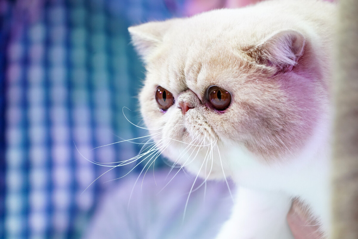 beyaz tüylü exotic shorthair