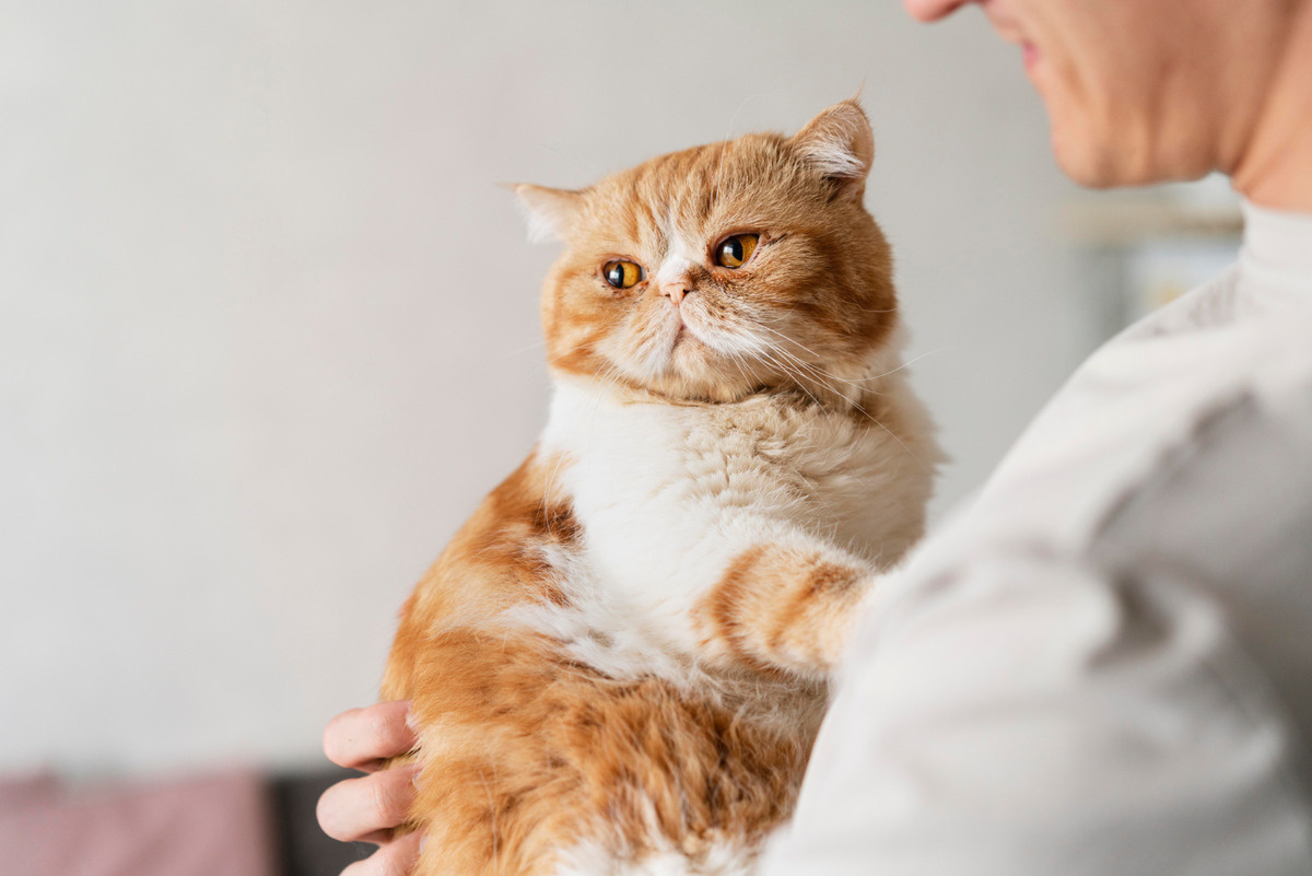 sahibinin kucağında kendini geriye doğru iten exotic shorthair