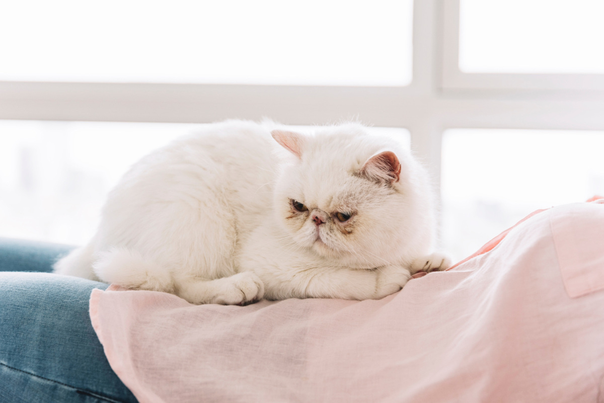 beyaz tüylü exotic shorthair