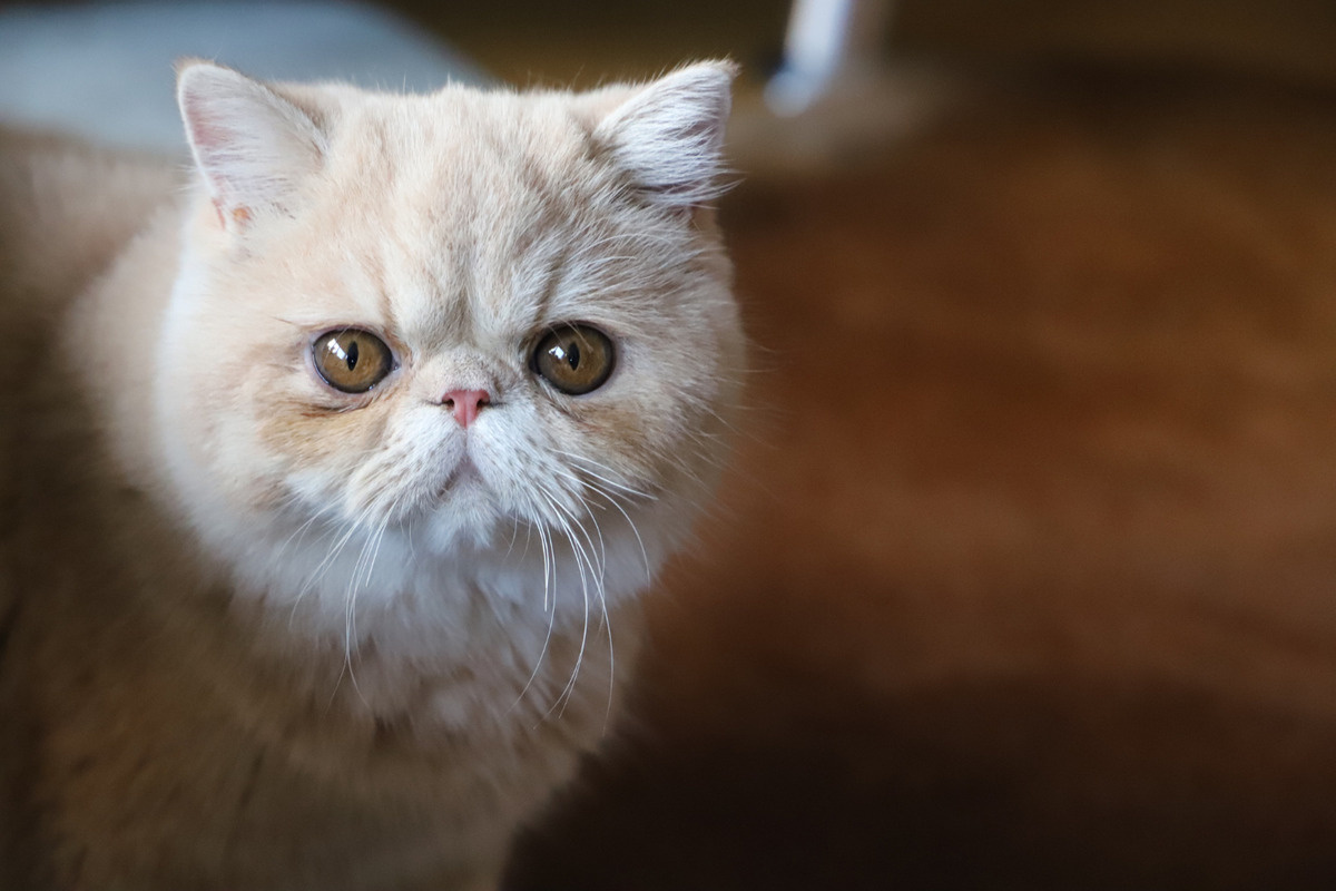 krem rengi tüylere sahip exotic shorthair