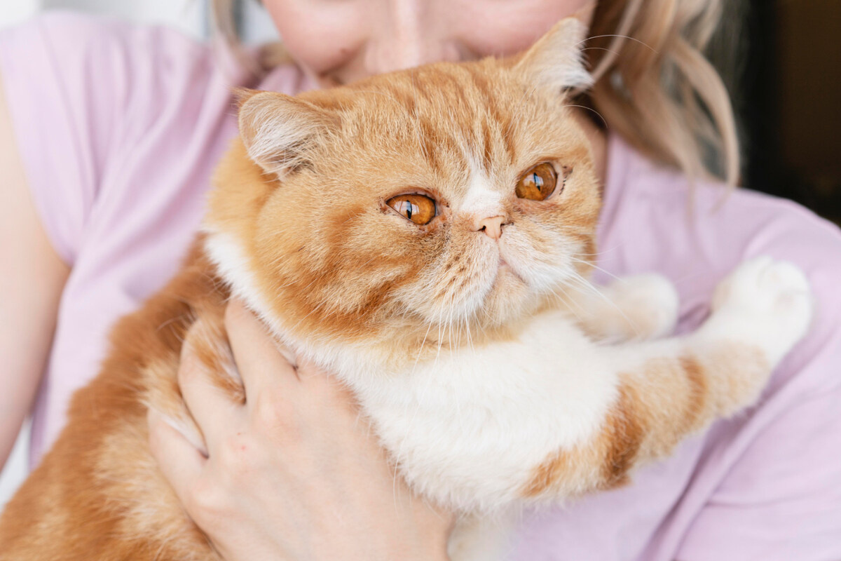 sahibinin kucağında duran exotic shorthair