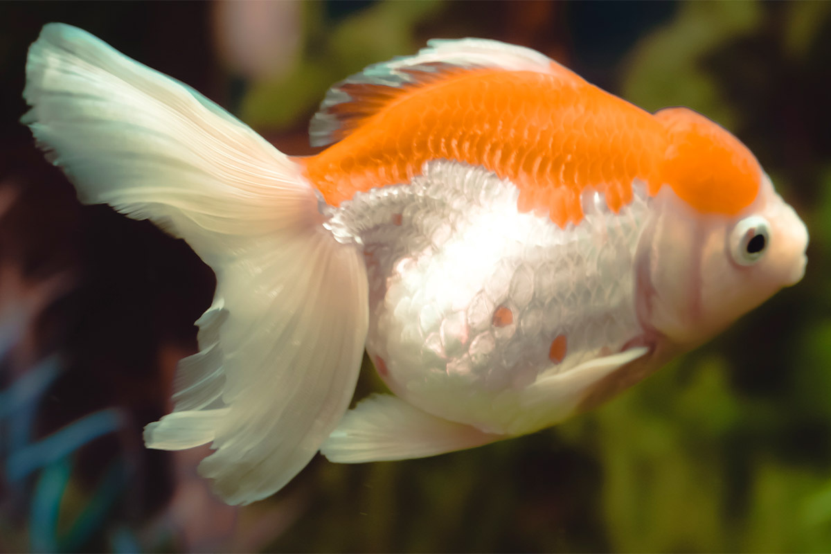 Fantail Japon balığı