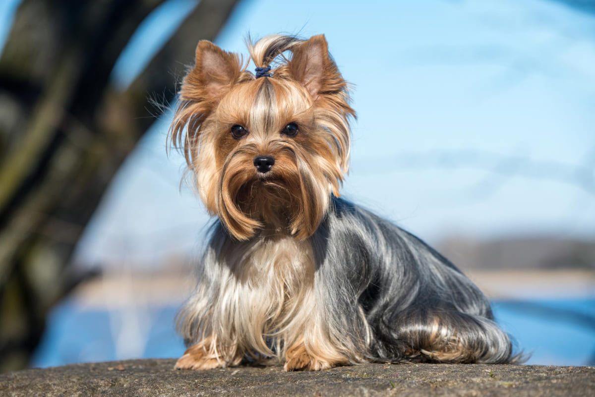 tüyleri toka ile tutturulmuş yorkie