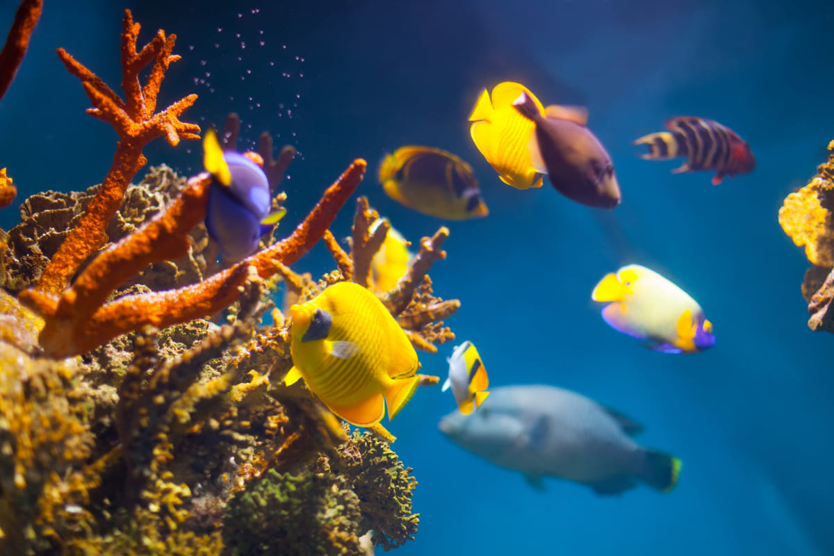 renkli balıklar bir arada yüzüyor