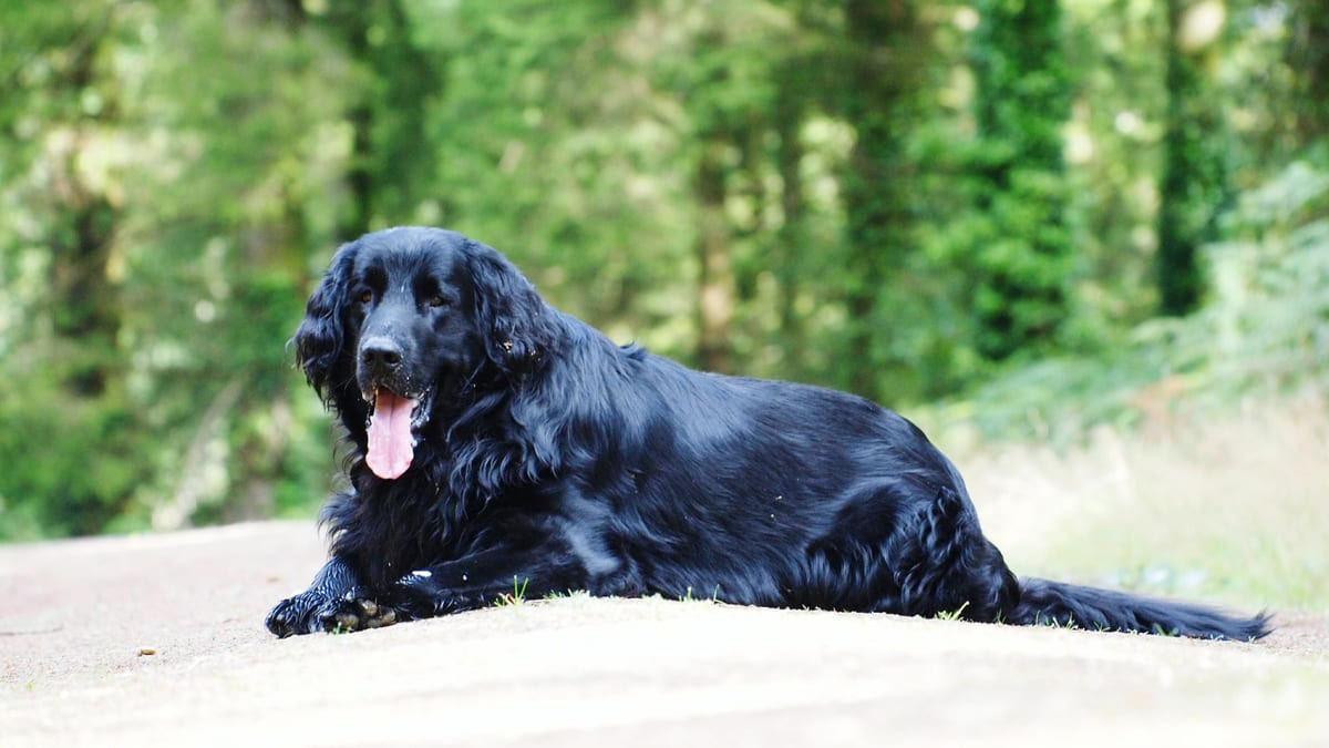 Flat-Coated Retriever