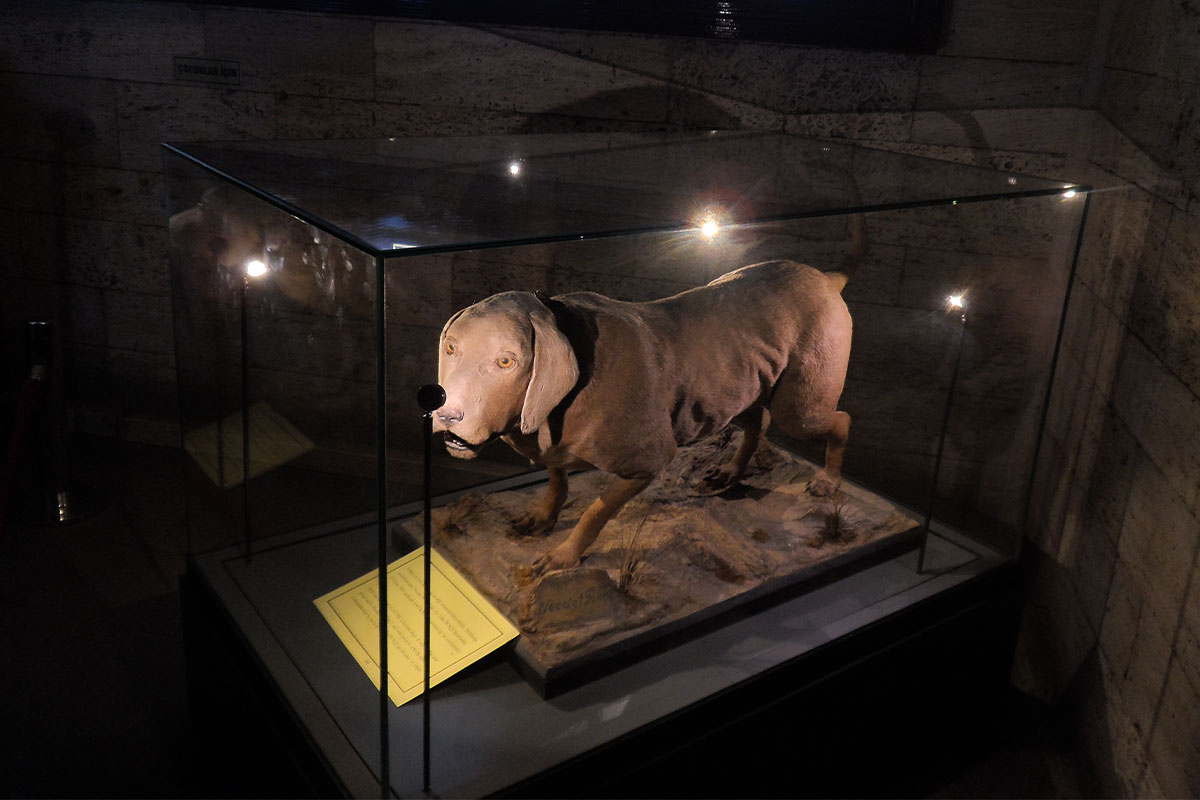 tasnif edilmiş Foks