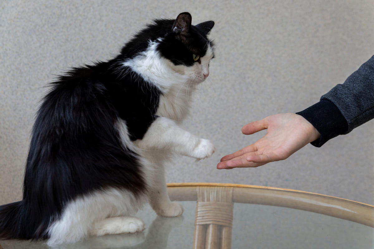 siyah beyaz kedi patisini insan eline uzatıyor