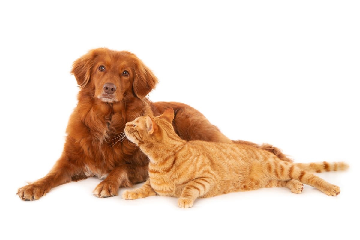 Golden kopek ve sarman kedi beyaz zeminde yan yana yatıyorlar