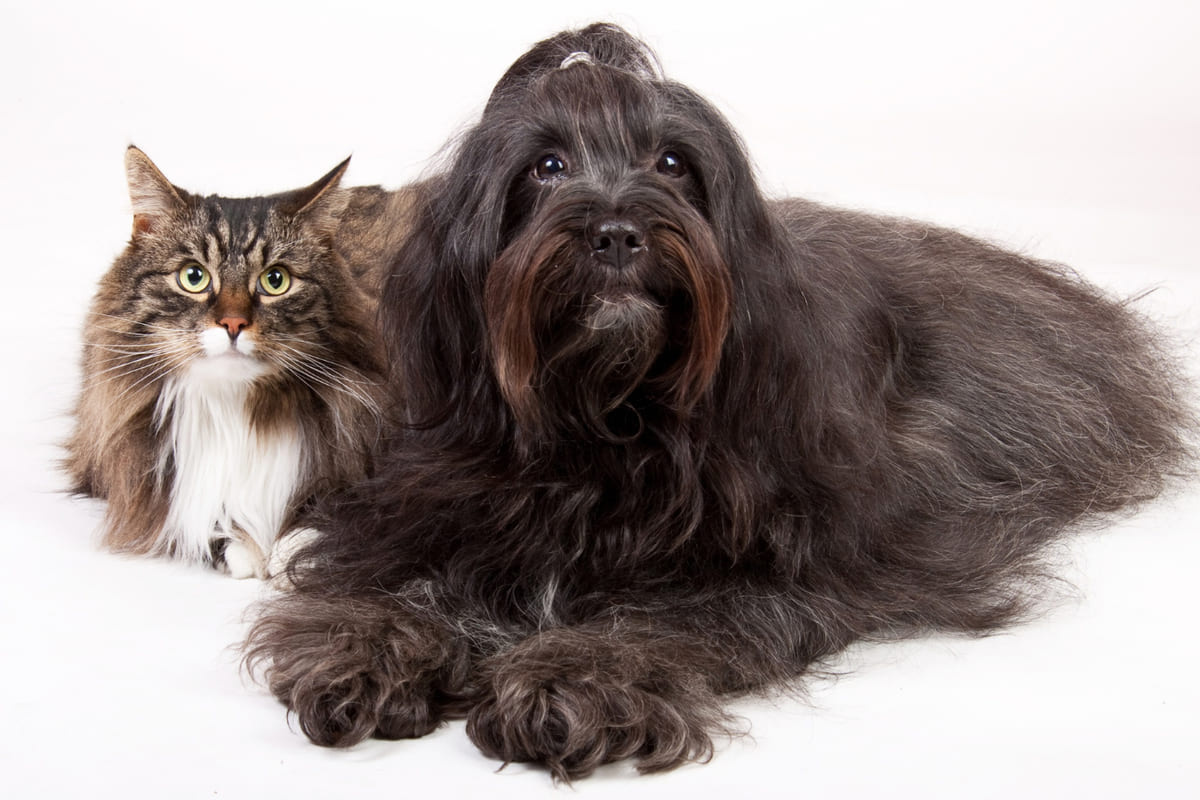 uzun siyah tüylü köpek ve uzun tüylü tekir kedi kadraja bakıyor