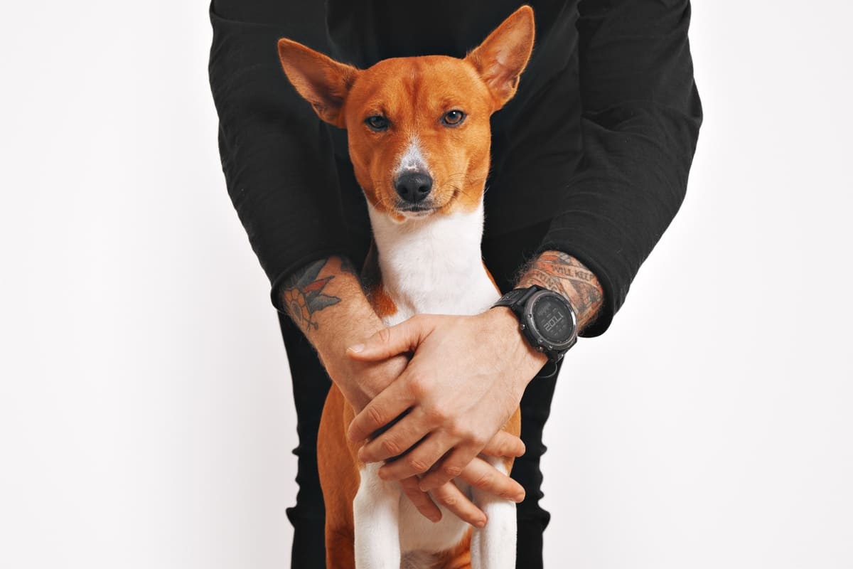 sahibinin sarıldığı basenli cinsi kahve beyaz köpek