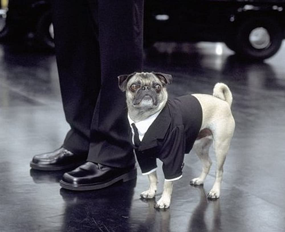 siyah ceket giymiş Pug cinsi köpek