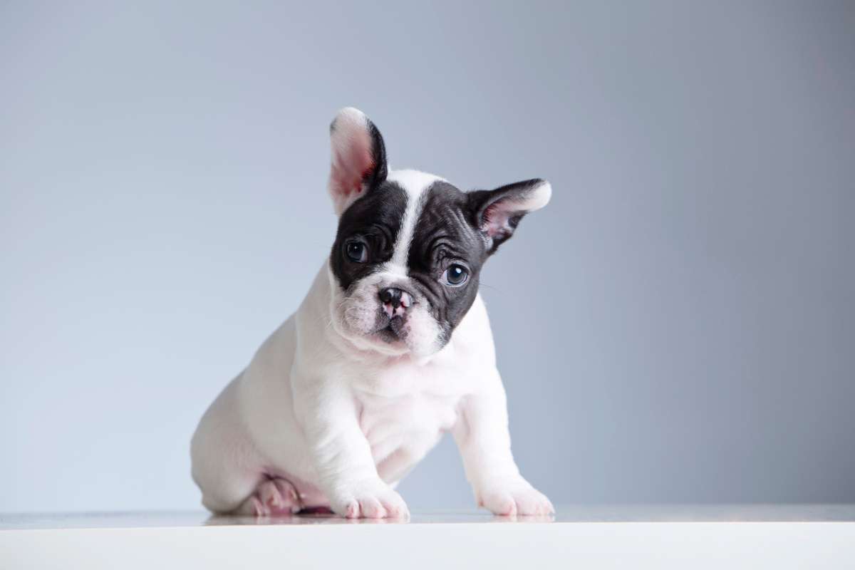 yavru fransız bulldog oturuyor