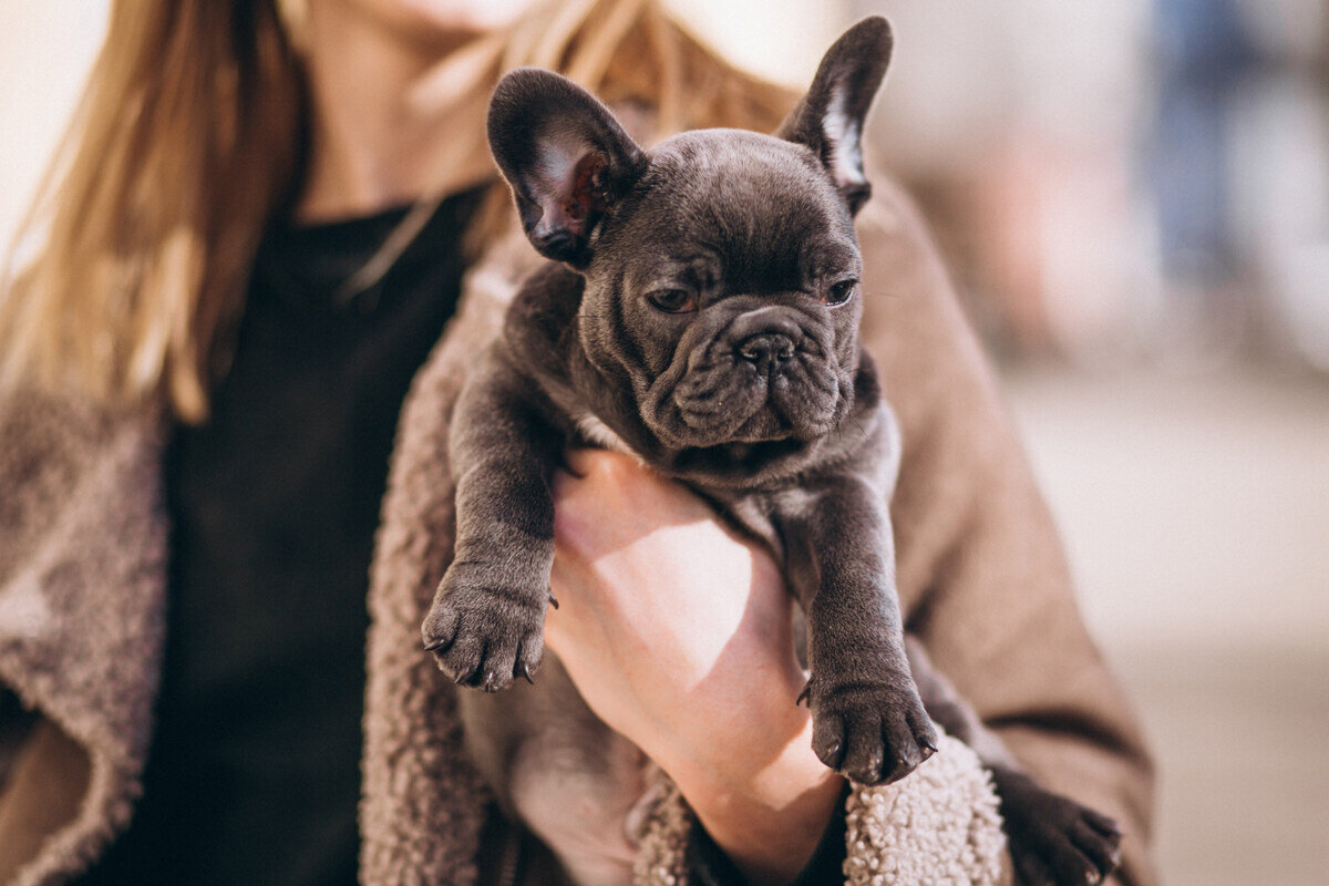 sahibinin kucağında duran genç yetişkin Fransız Bulldog