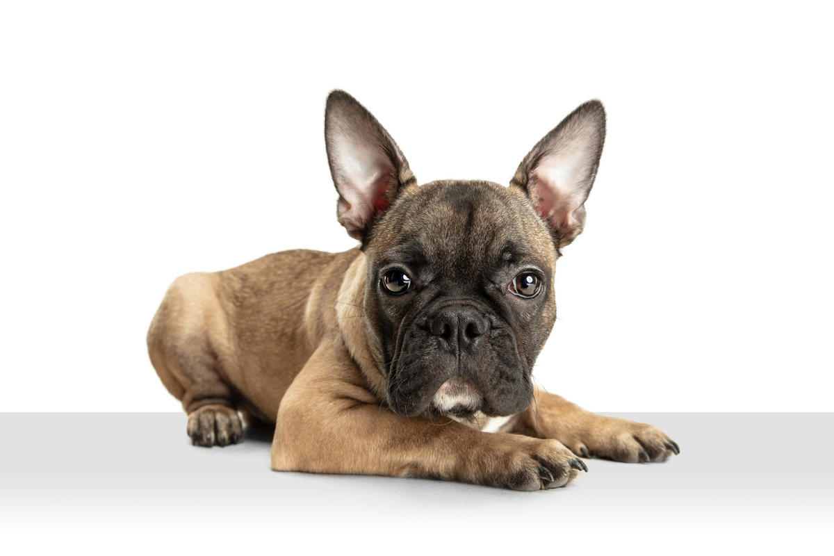 French Bulldog