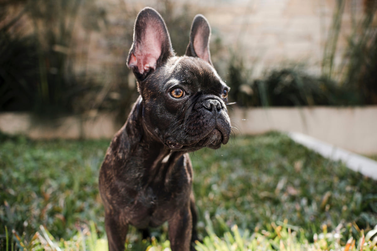 koyu tüylü French buldog