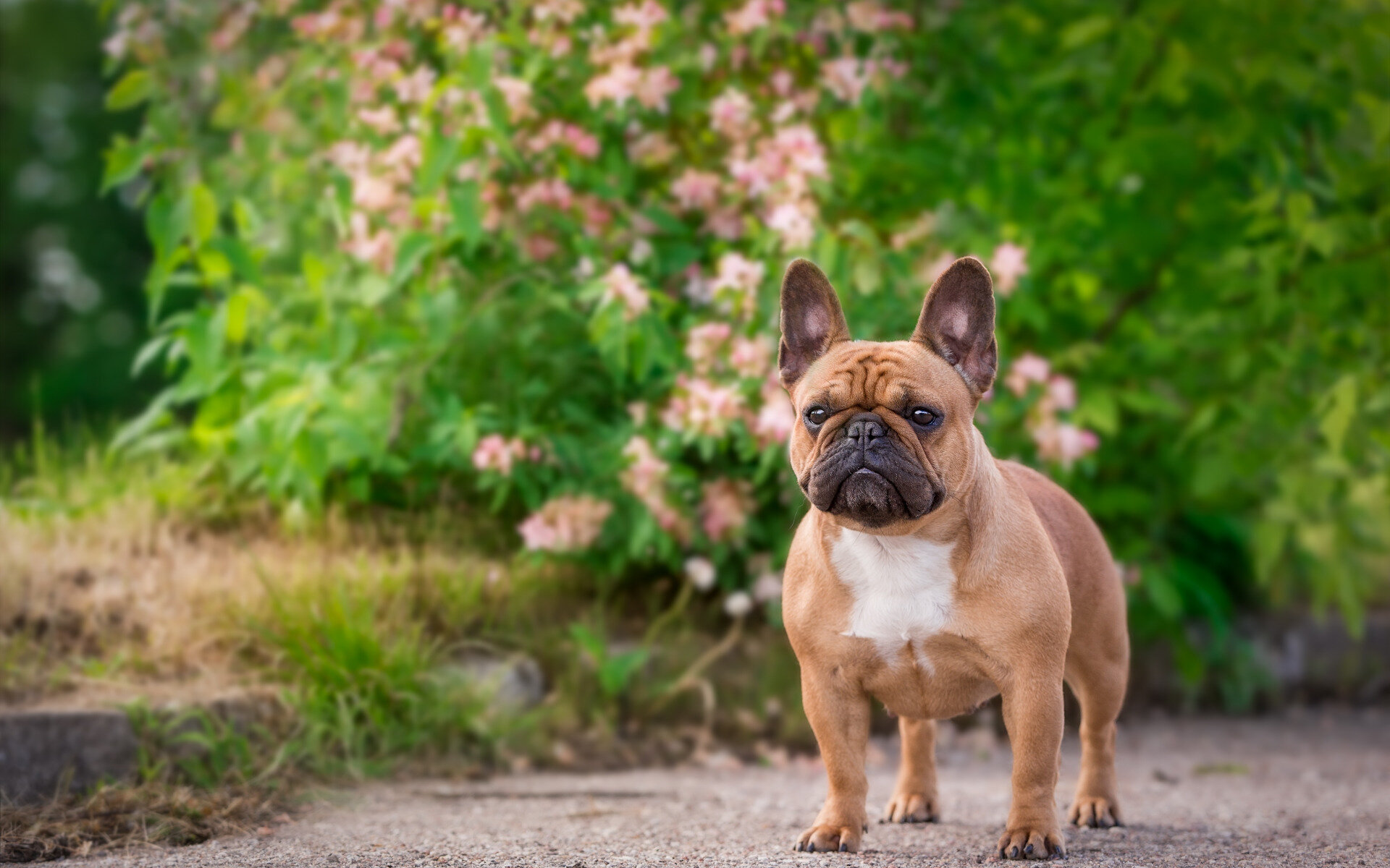 ayakta duran dikkatle bakan French Bulldog cinsi köpek