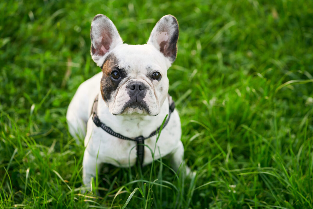 göğüs tasması takılı olan ve çimlerde duran beyaz renkli tüylere sahip French bulldog